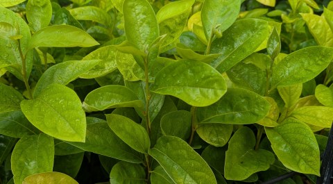 asian persimmon seedling